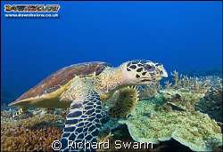 Hawksbill Turtle up close and personal ! Nikon D2x 12mm l... by Richard Swann 